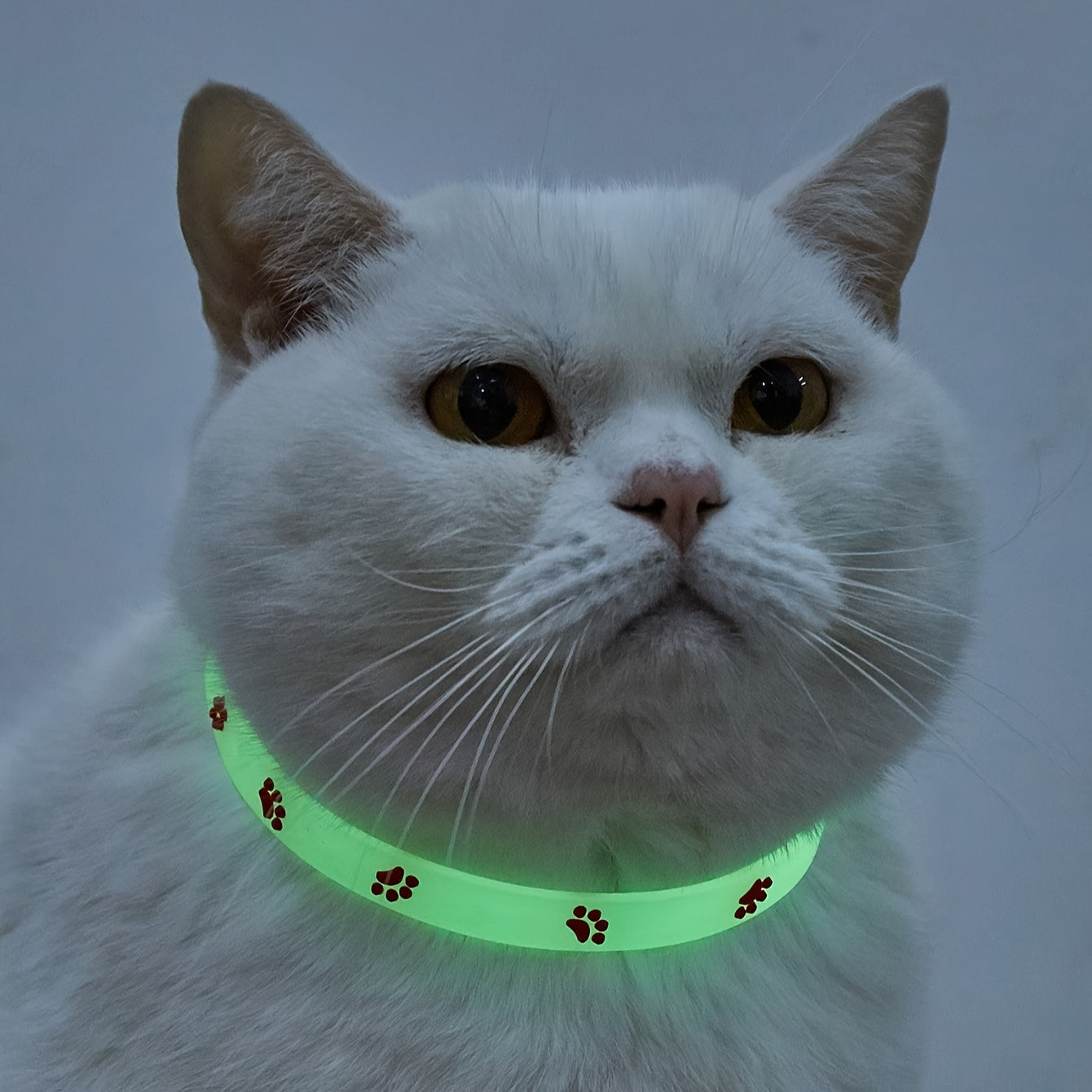 Glow-in-the-Dark Cat Collar | Product Universal